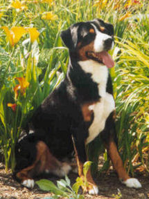 Entlebucher Bello in his youth posing in a field of flowers