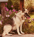 Heidi my childhood German Shepherd Dog