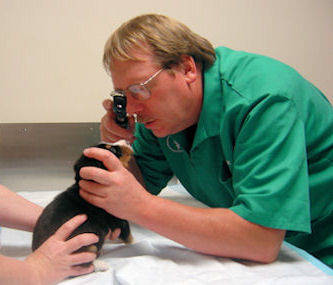 Entlebucher puppy getting a vet health check