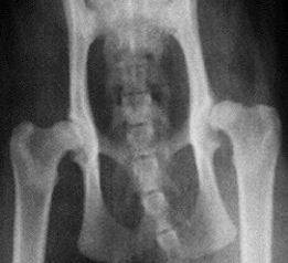 an xray of a dog with severe hip dysplasia